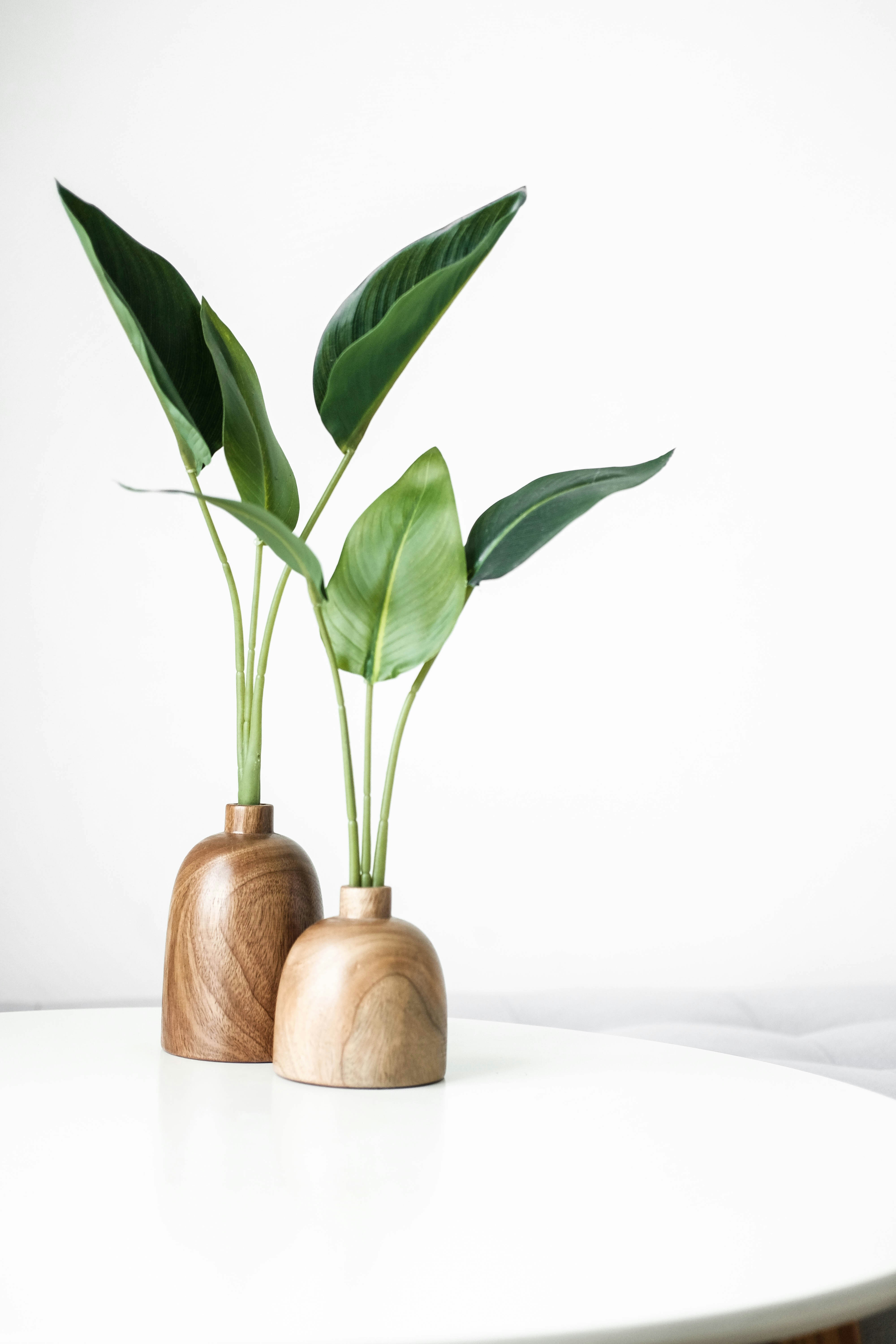 Test plant