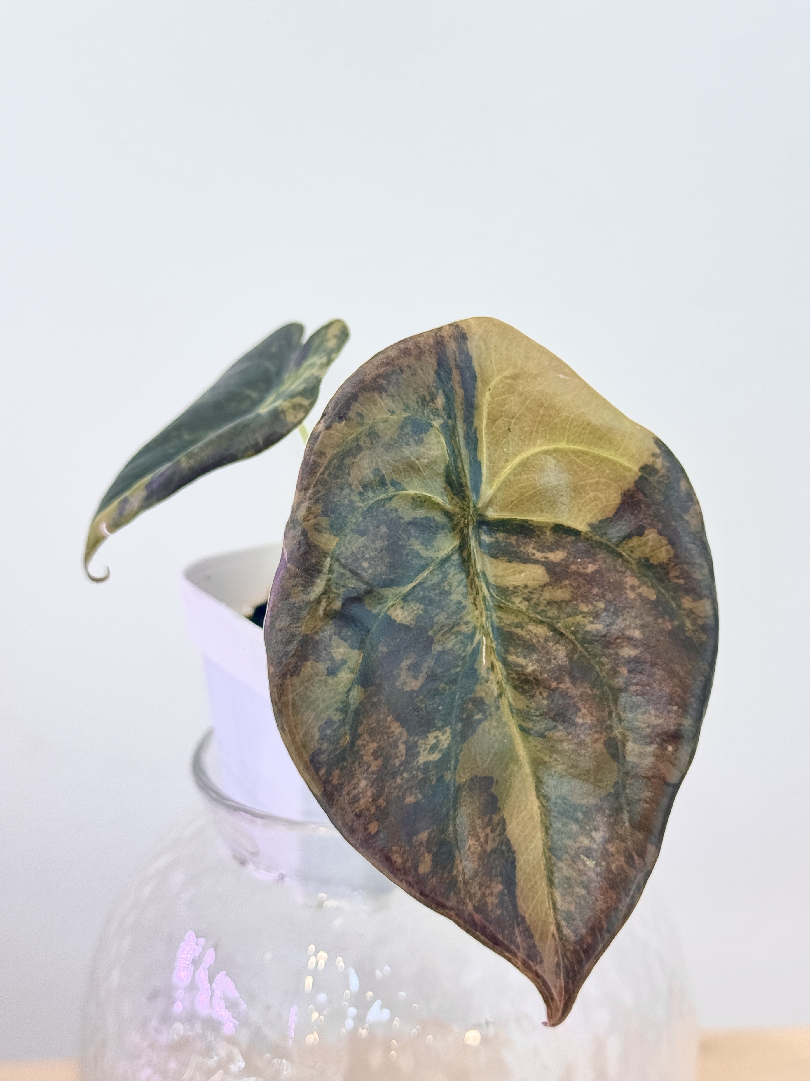 Alocasia Cuprea Golden Latte